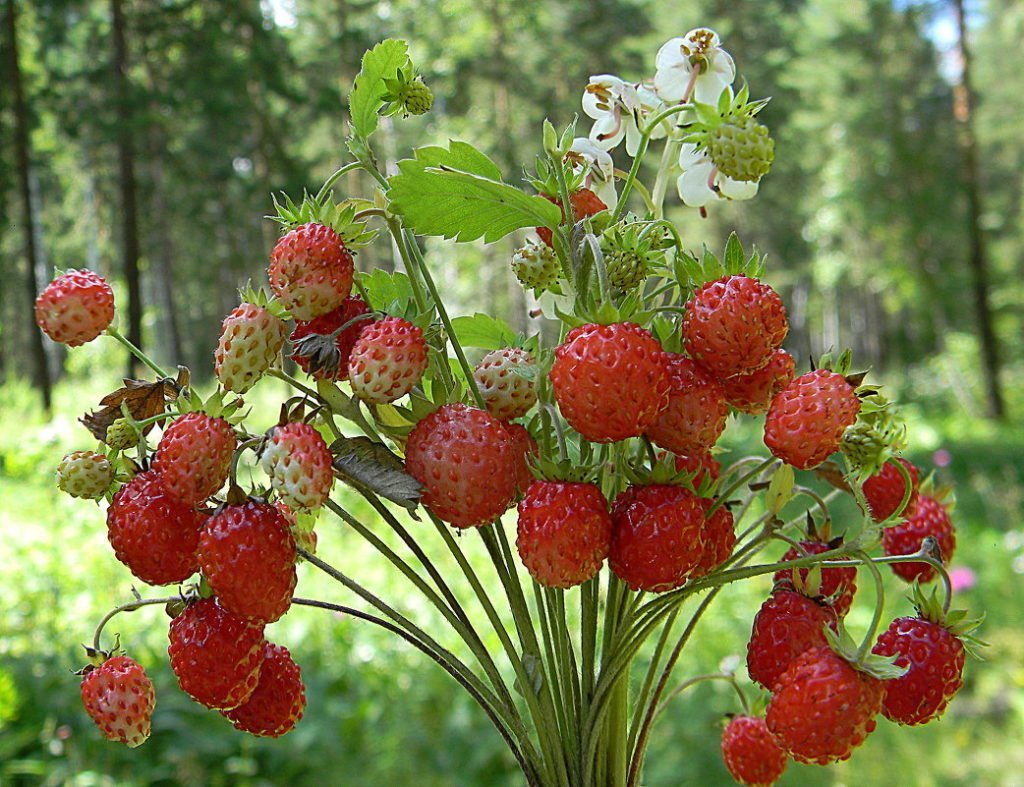 Земляника Лесная