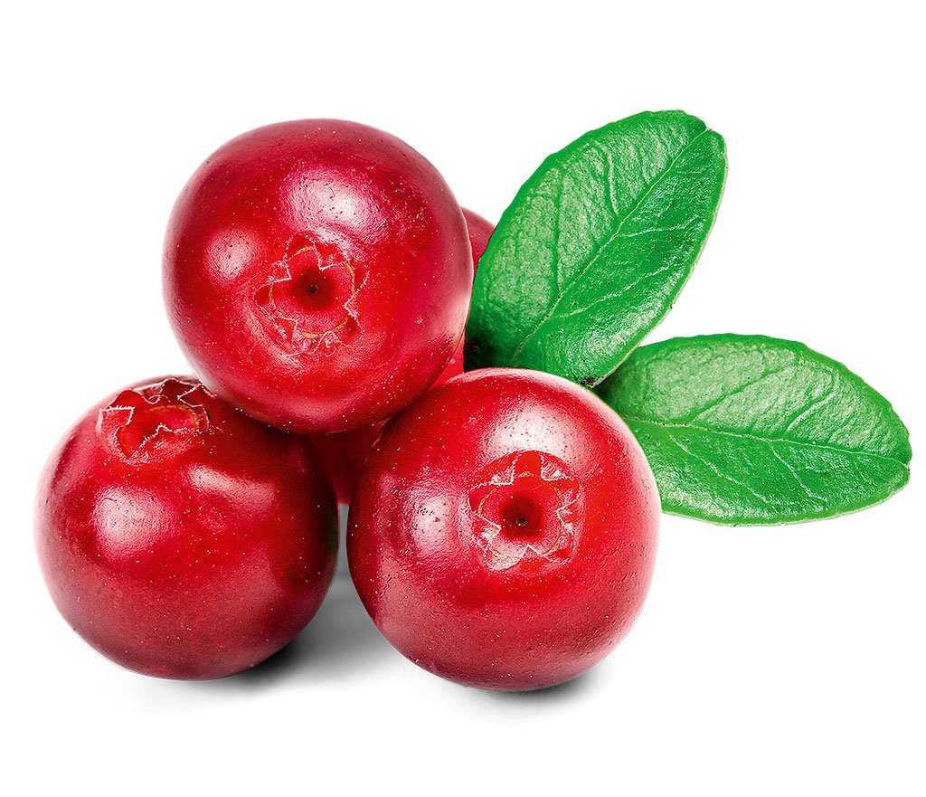 Cowberry брусника