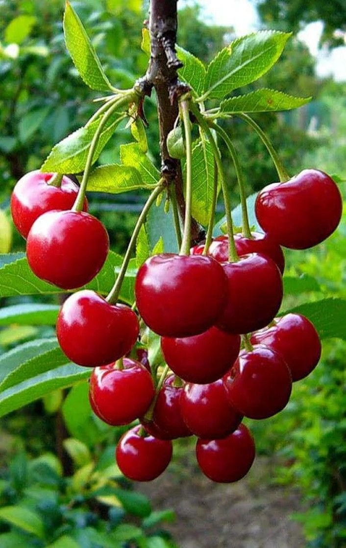 Вишня ночка (Дюк)