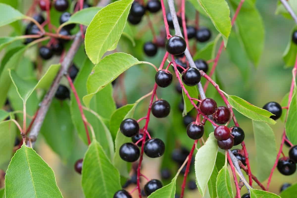 Черемуха обыкновенная (Prunus Padus)