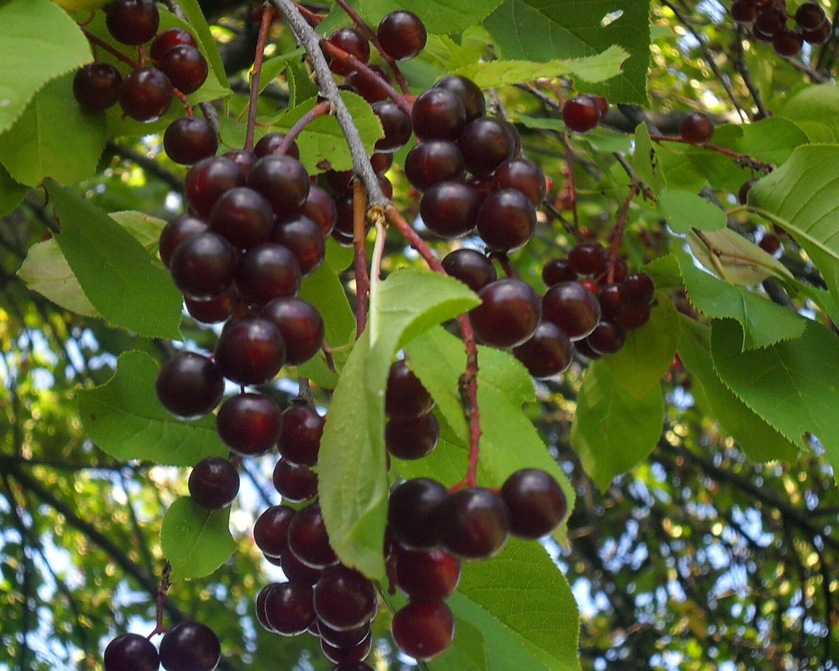 Черемуха виргинская (Padus virginiana)