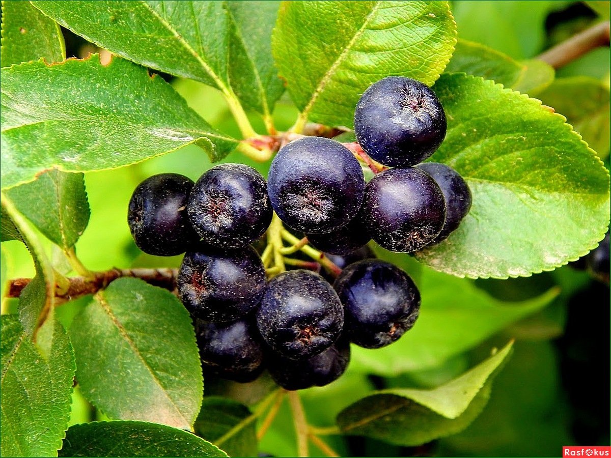 Арония черноплодная (Aronia melanocarpa)