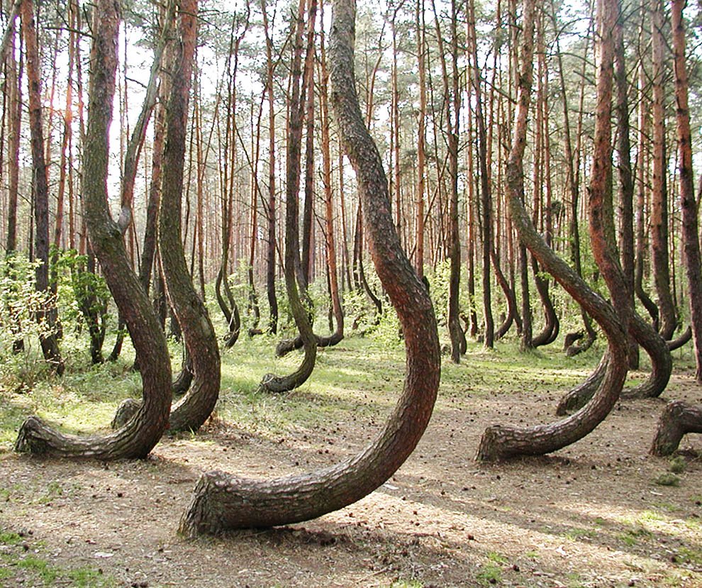 Кривой лес Грыфино Польша