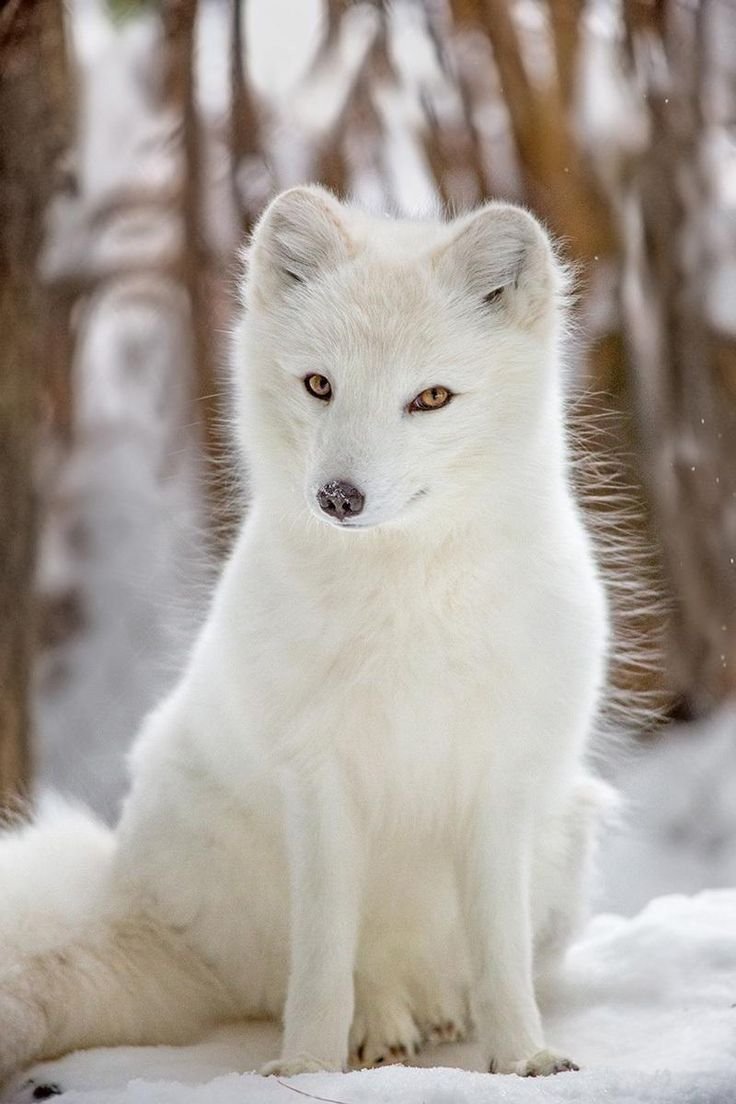 Песец (Alopex lagopus)
