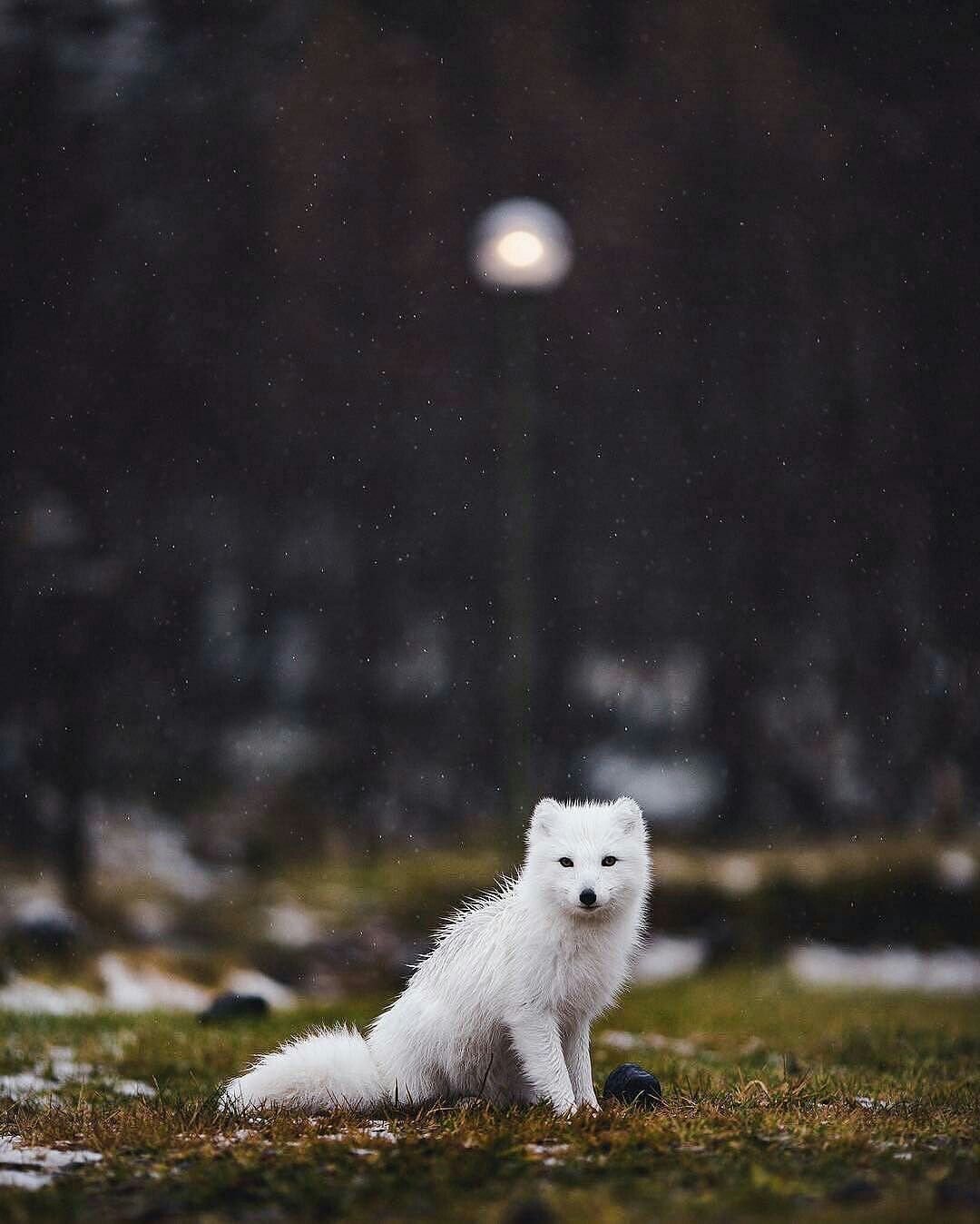 Песец альбинос