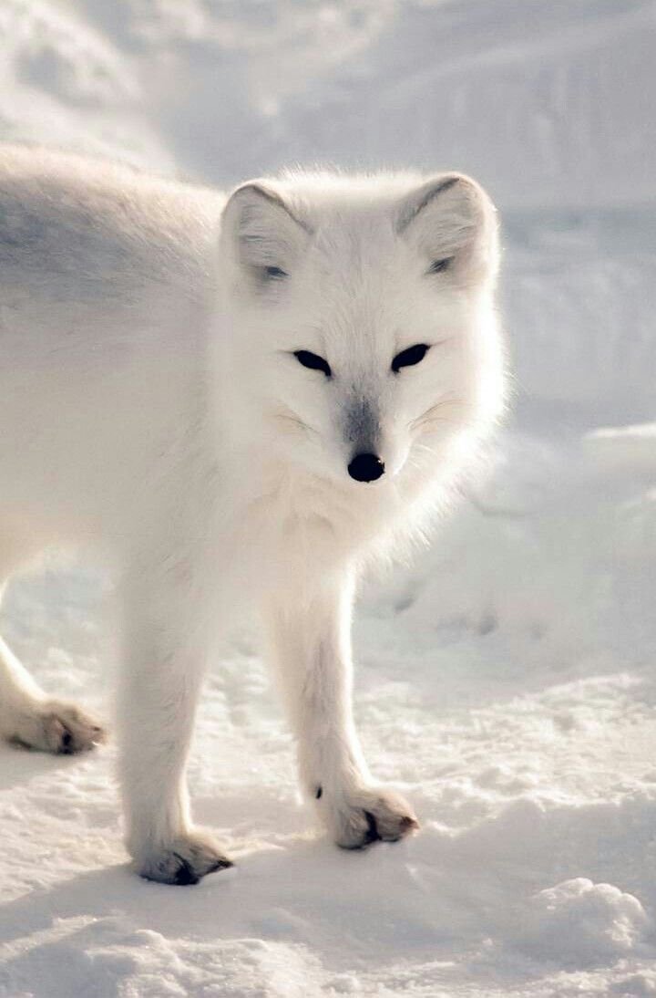 Белая лиса