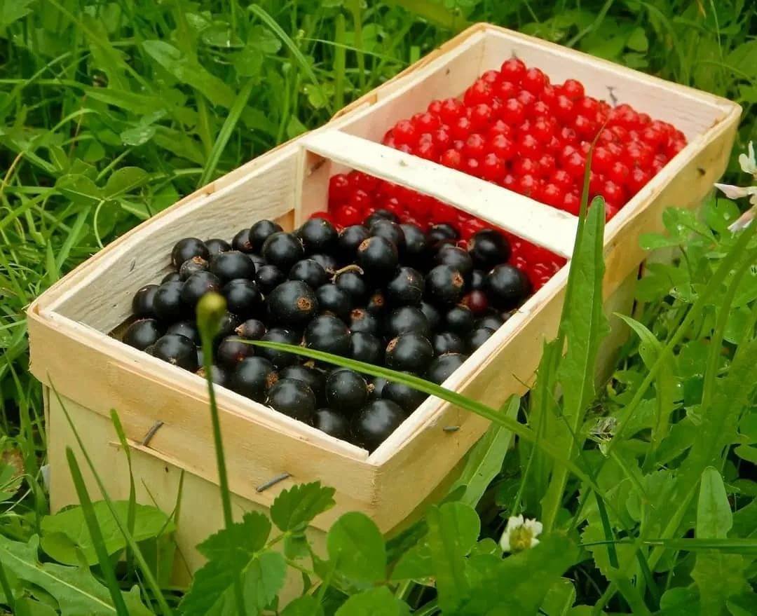 Черная и красная смородина