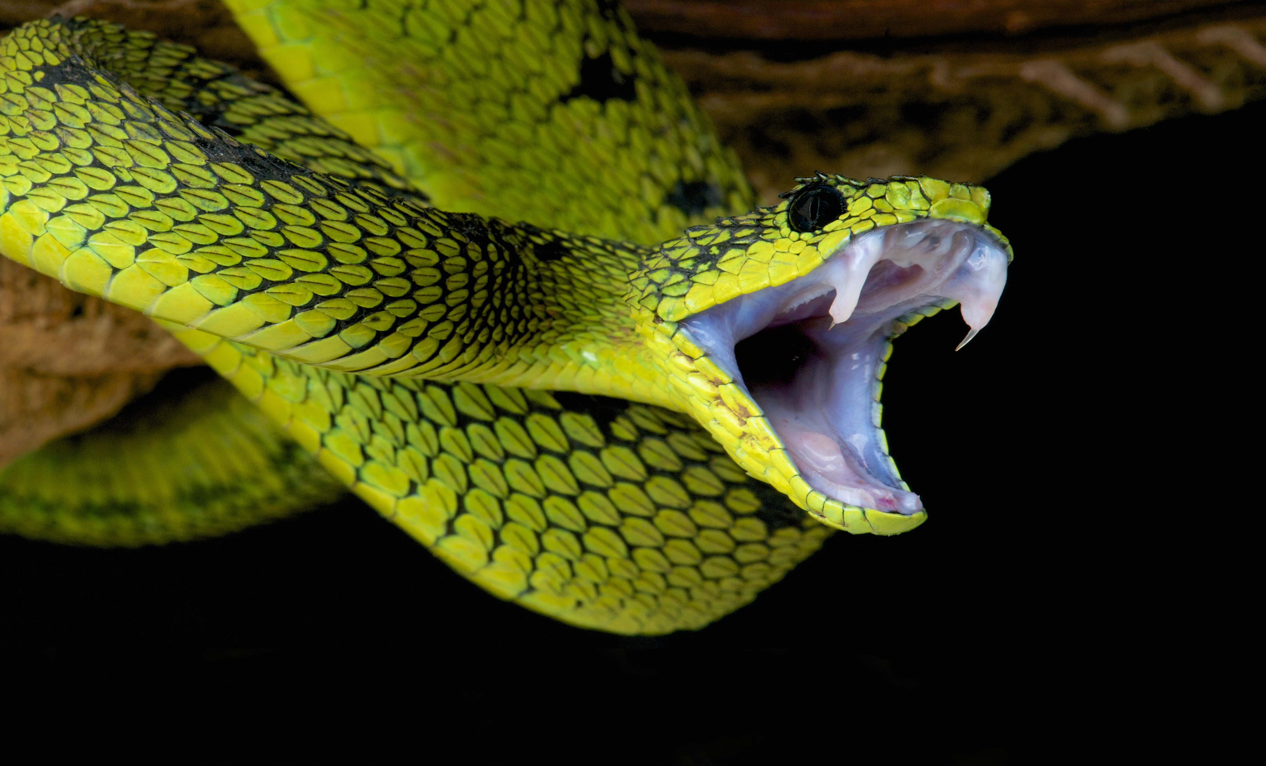Тайпан глаза изумруды песня. Зеленая змея ядовитая мамба. Кустарниковая гадюка (Atheris. Тайпан змея зеленая. Зеленая куфия.