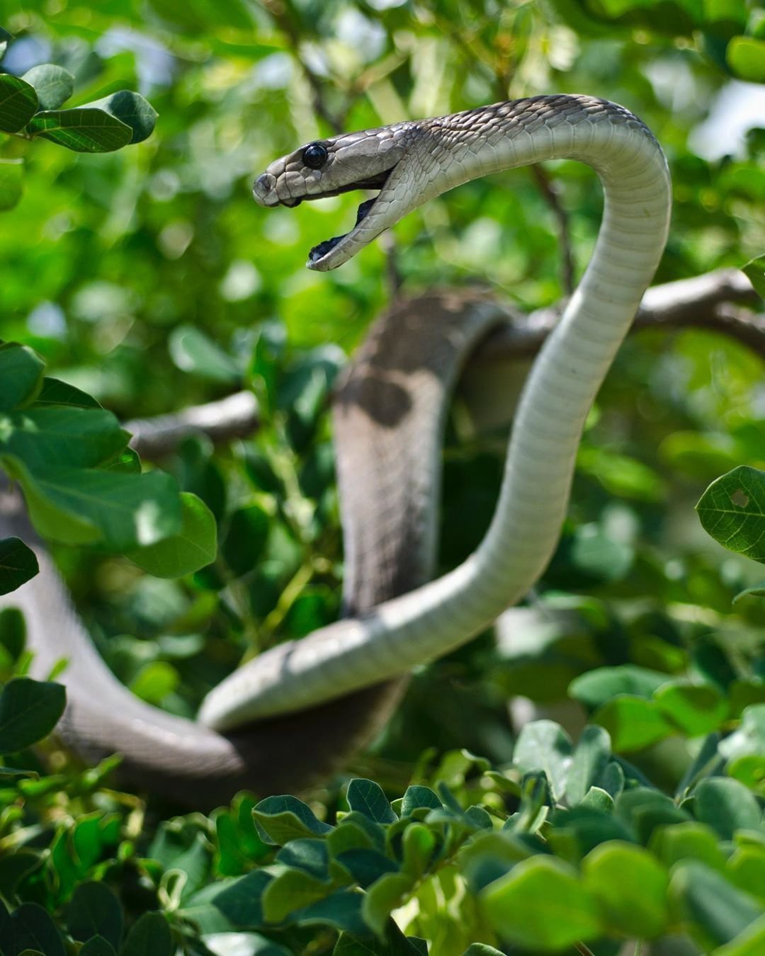 Чёрная мамба Dendroaspis polylepis