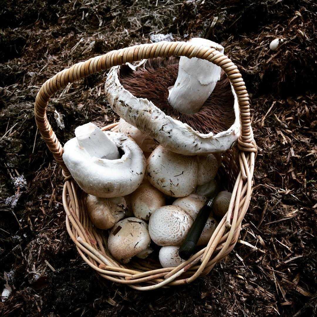 Шампиньон двуспоровый (Agaricus bisporus)