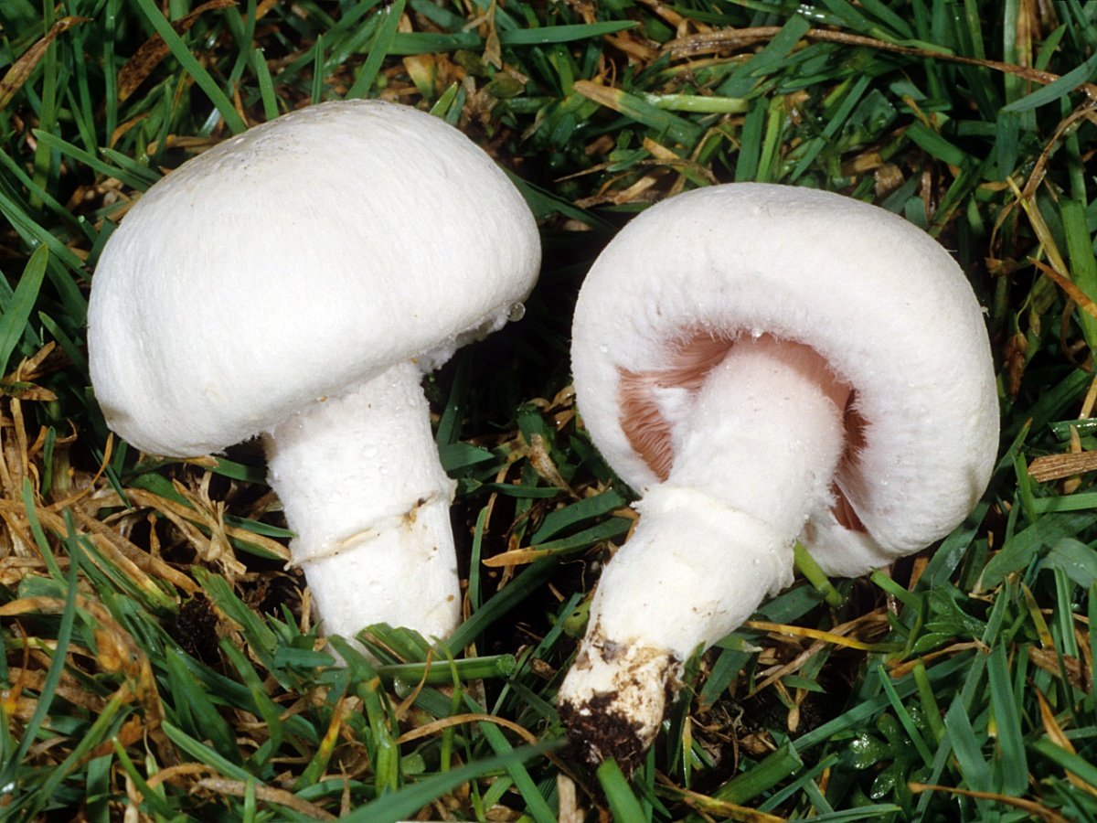 Шампиньон Луговой Agaricus Campestris