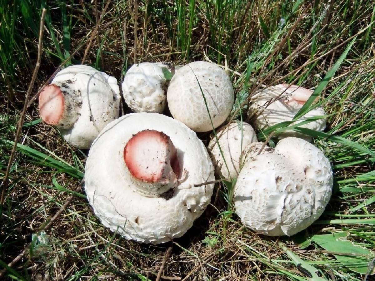 Шампиньон Таблитчатый Agaricus
