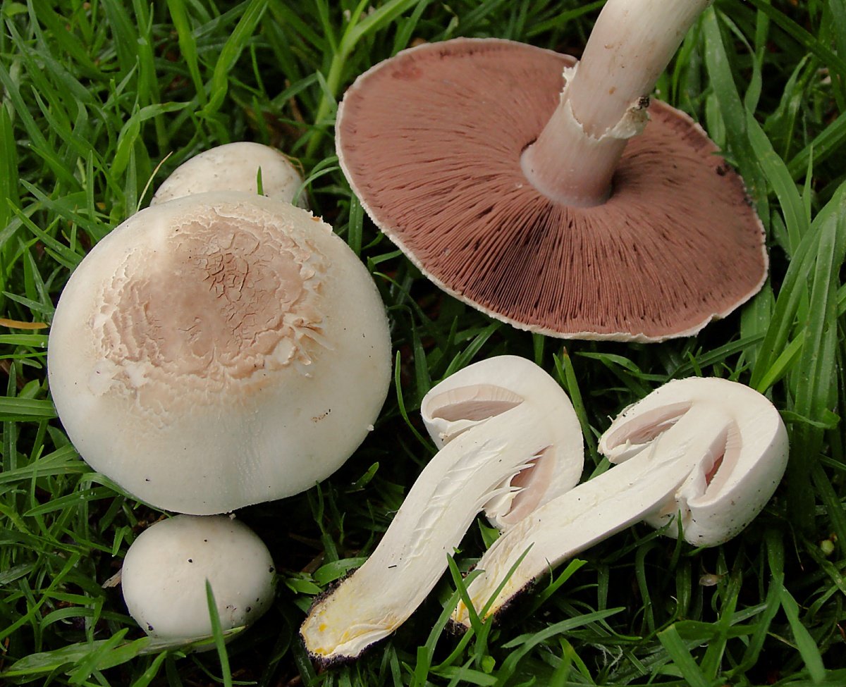 Шампиньон желтокожий Agaricus xanthodermus