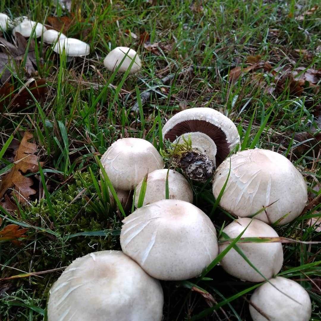 Agaricus arvensis Schaeff. — Шампиньон полевой