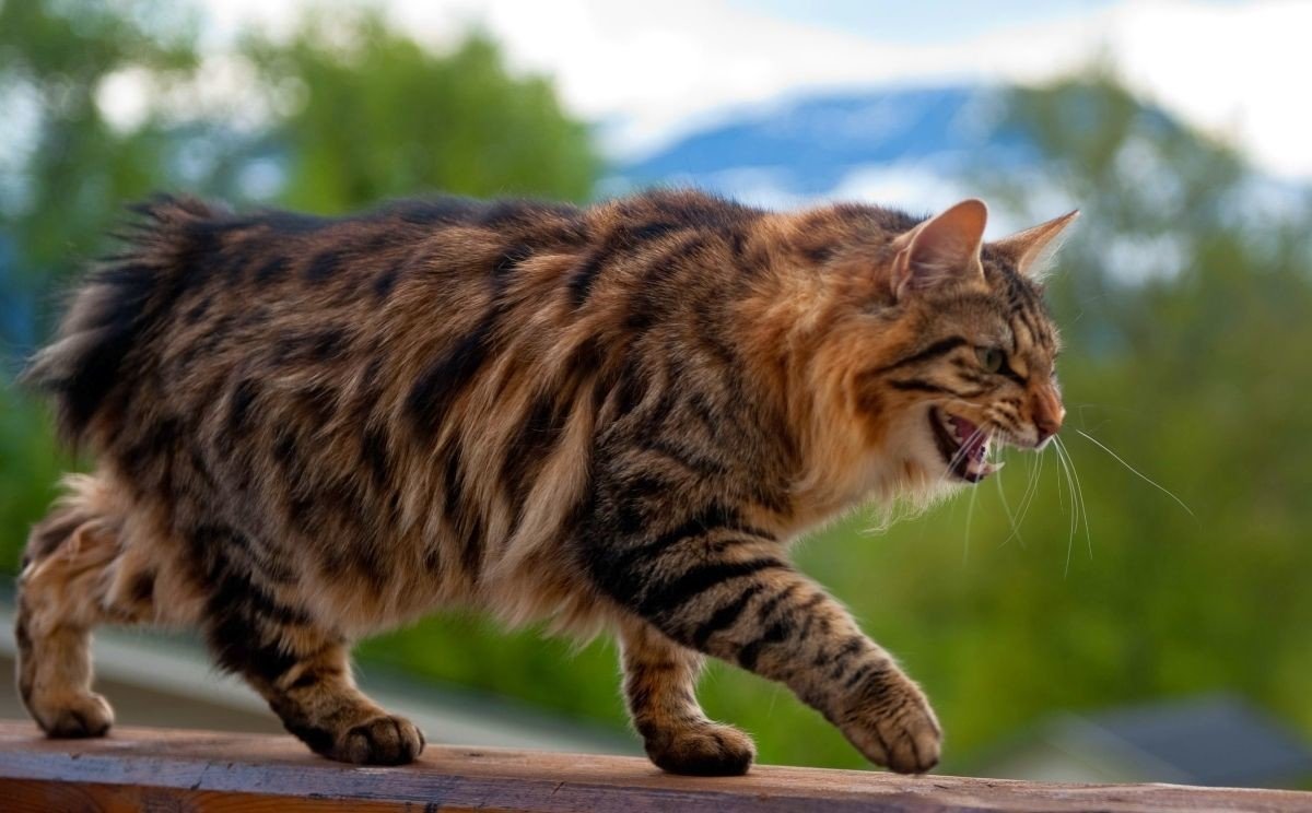 Кот Курильский бобтейл