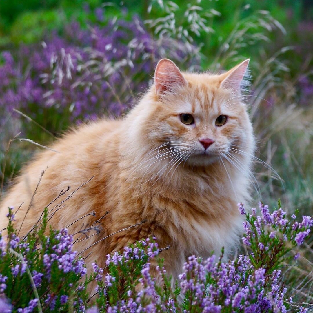 Синергети кошка