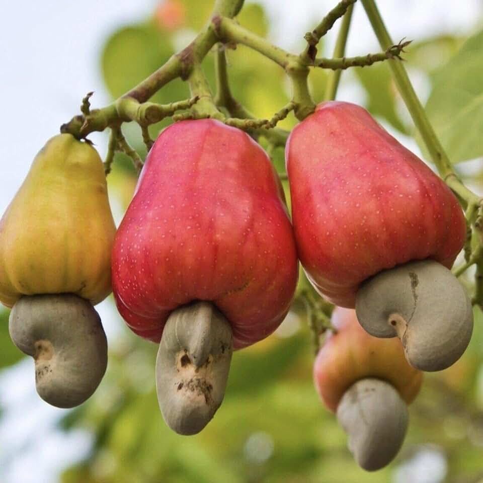 Яблоко кешью