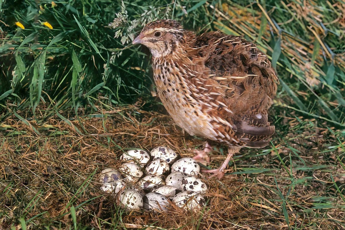 Перепел Coturnix Coturnix