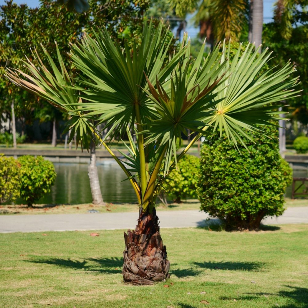 Chamaerops humilis l