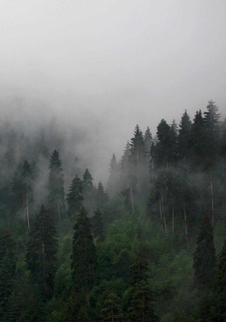 Лес в тумане