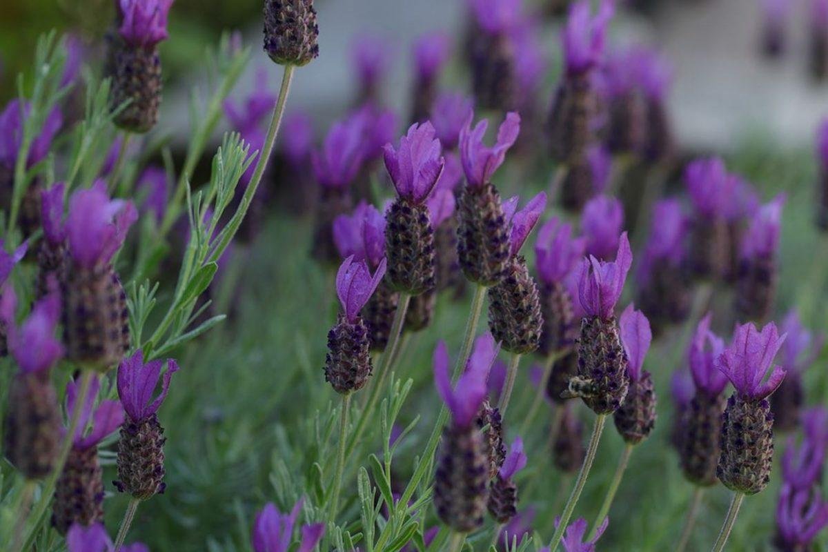 Lavandula stoechas