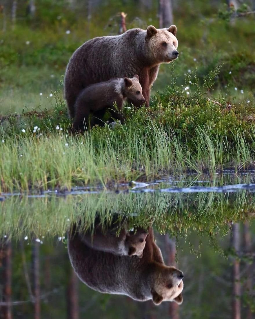 Дикая природа