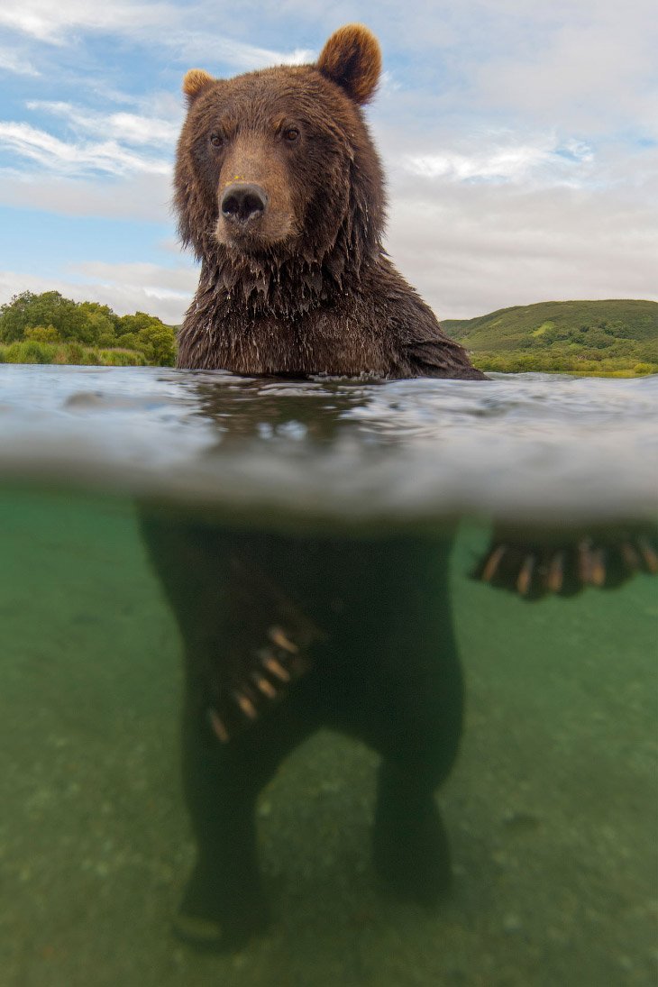 Сергей горшков фотограф медведи