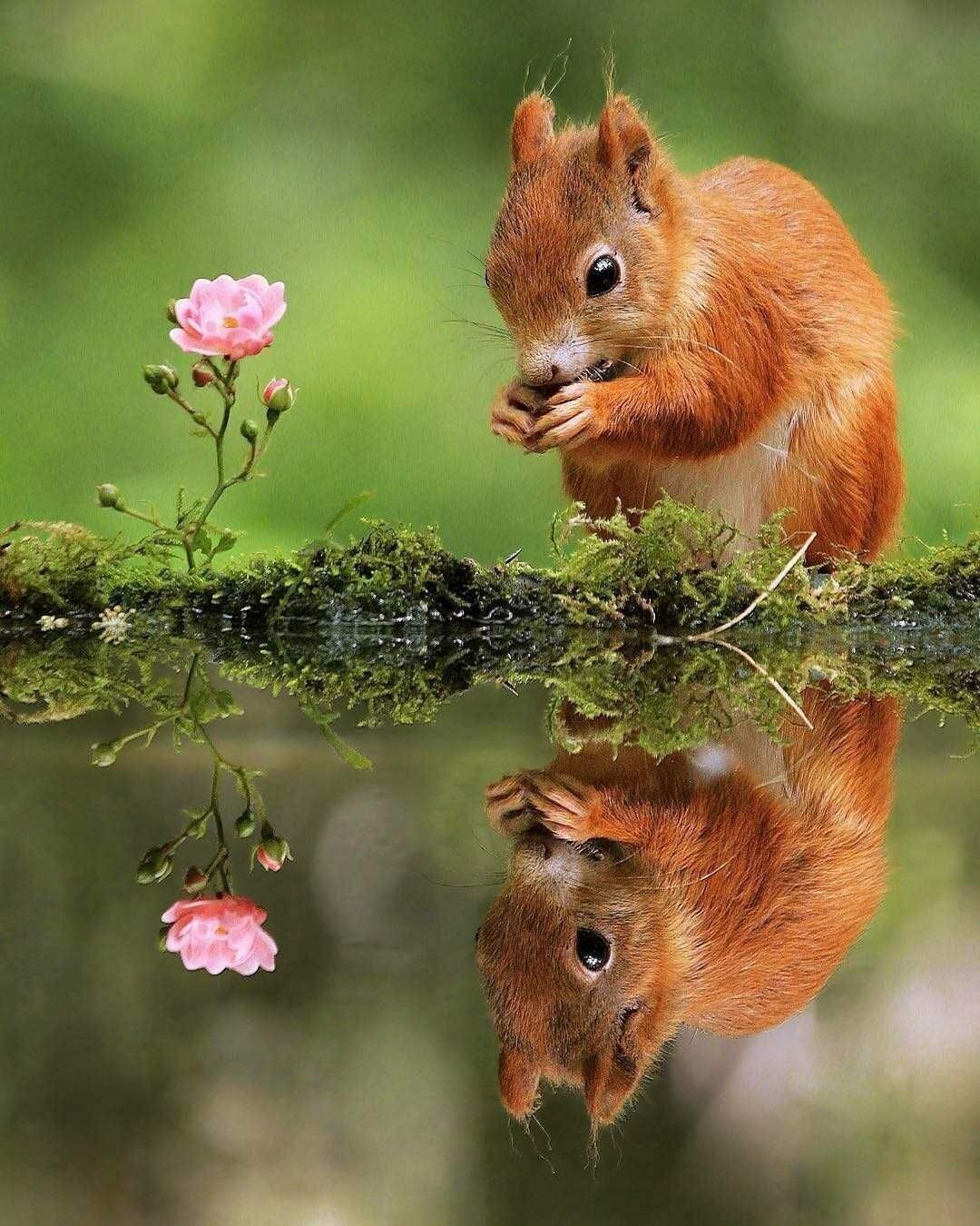 Природа с животными