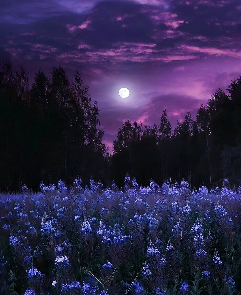 Лето ночь природа