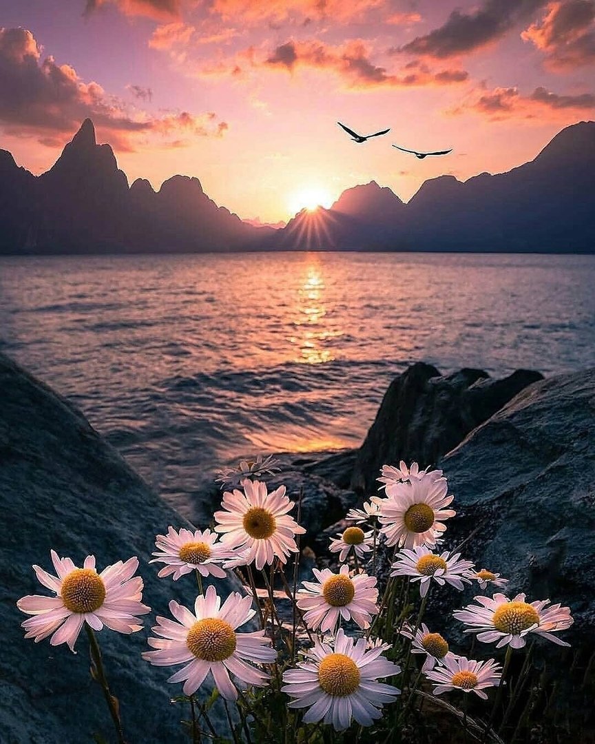Цветы и море