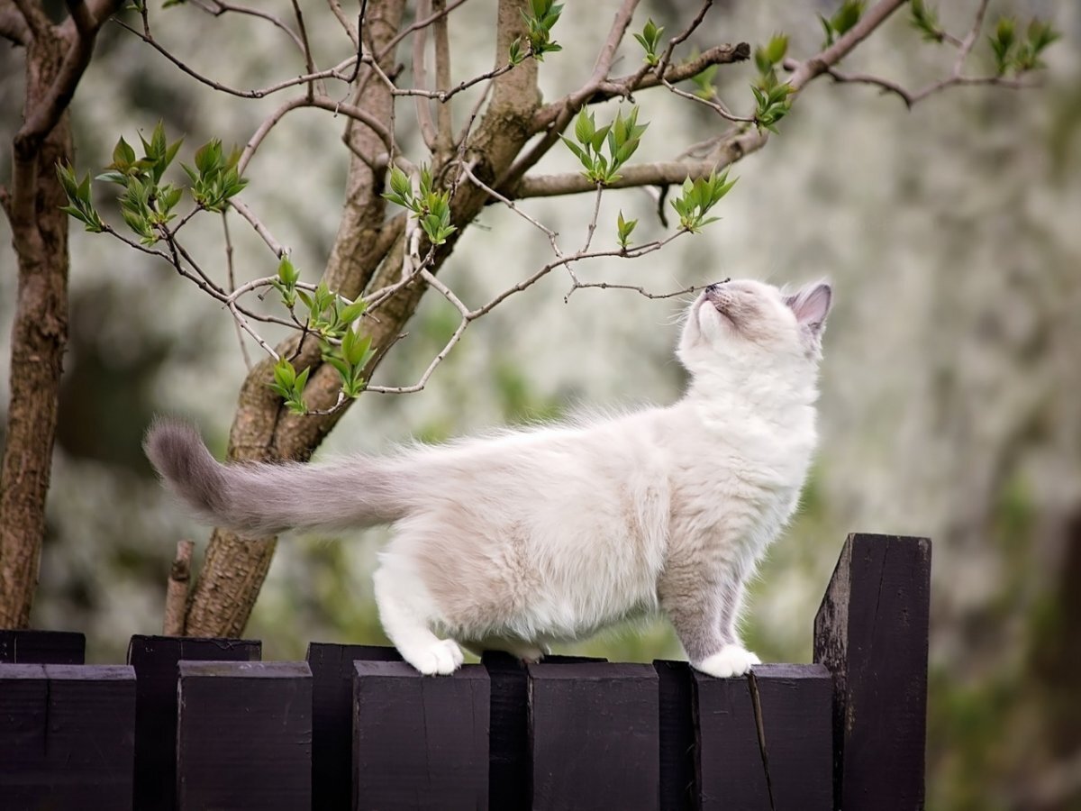 Весенние коты