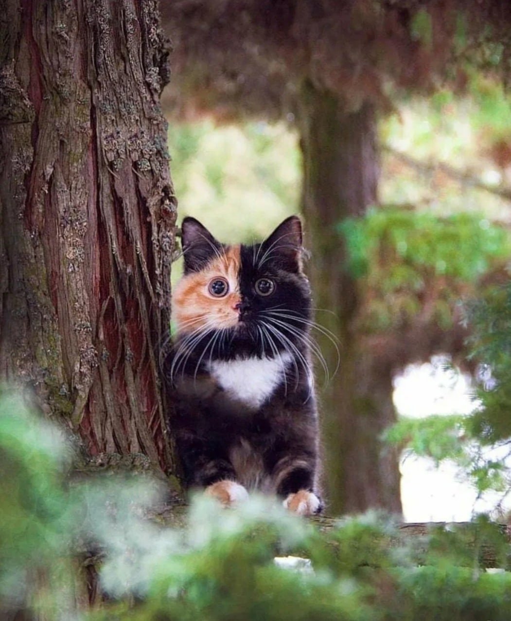 Кот д