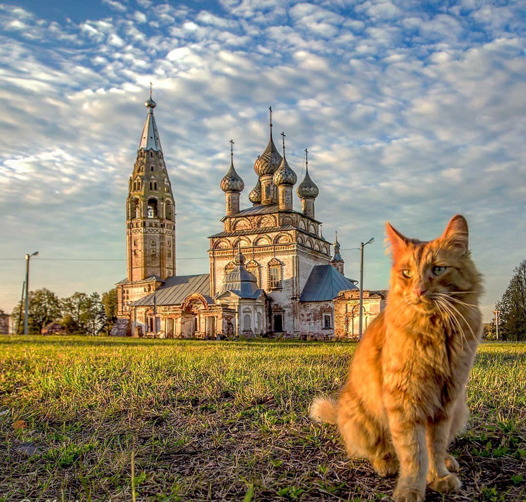 Деревенский красивый кот