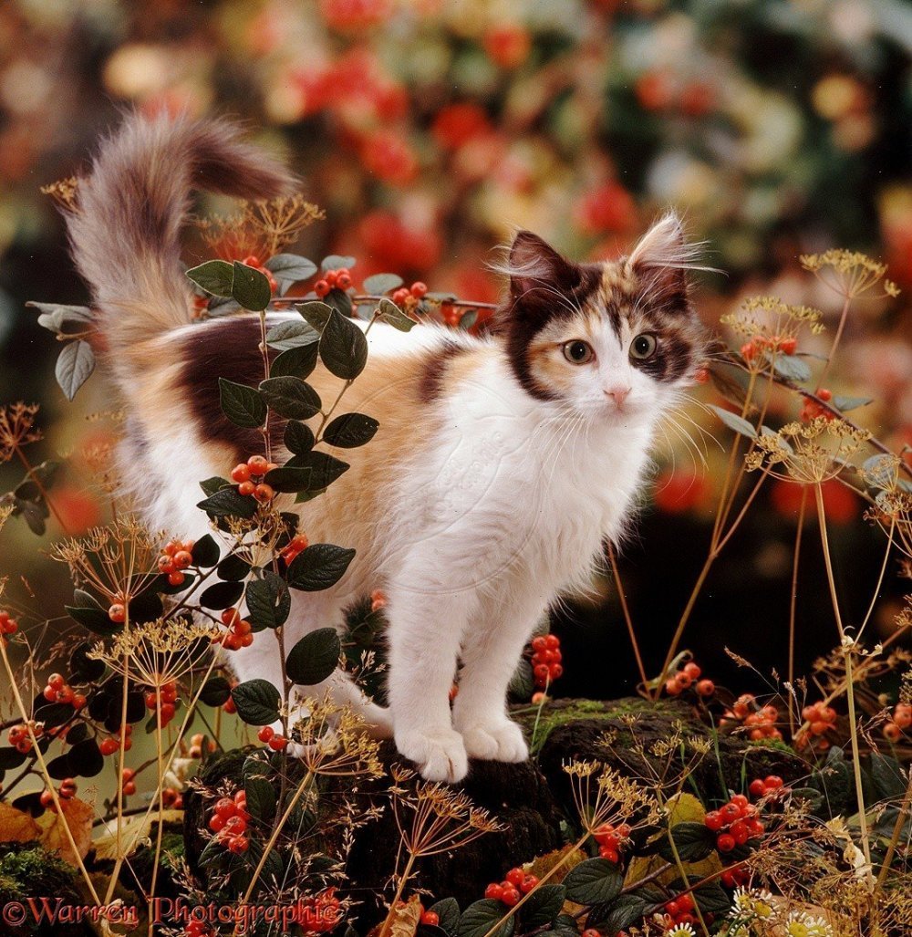 Кошки осенью