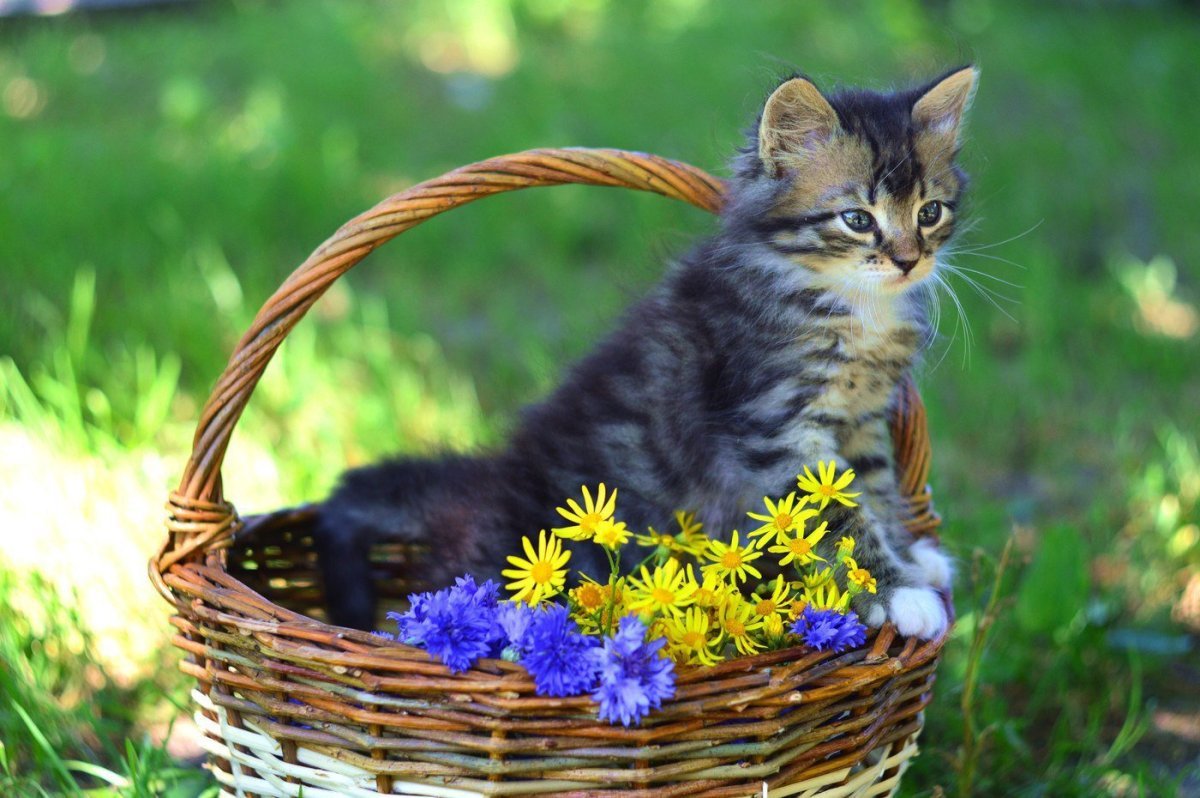 Котик в лукошке