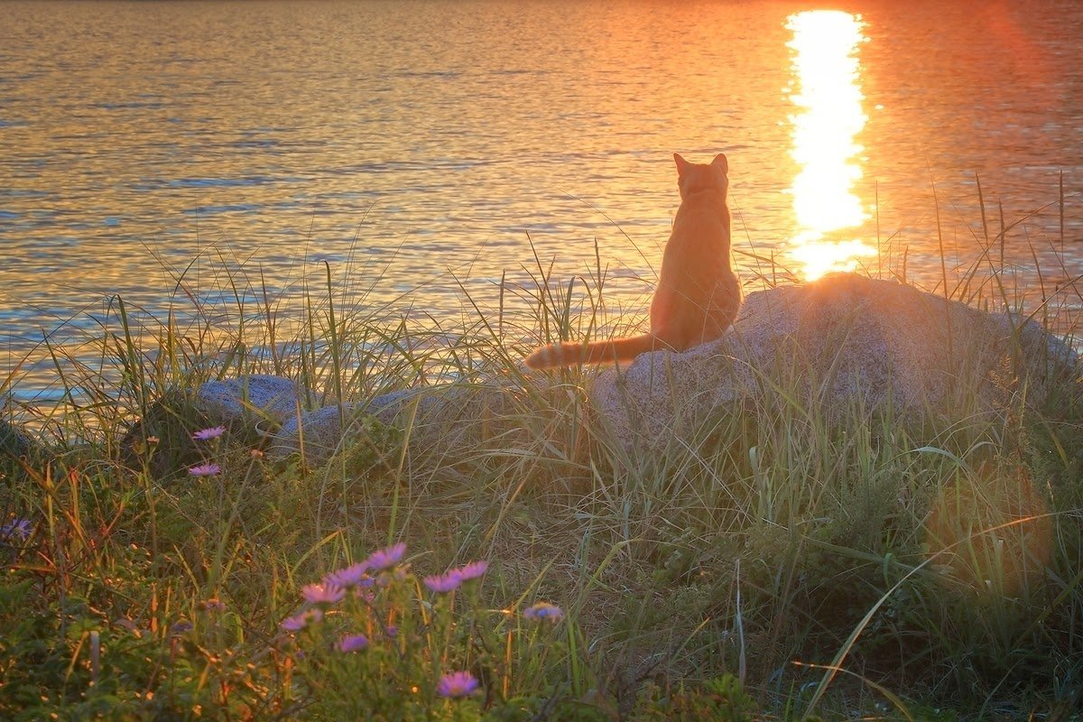 Кошка на рассвете