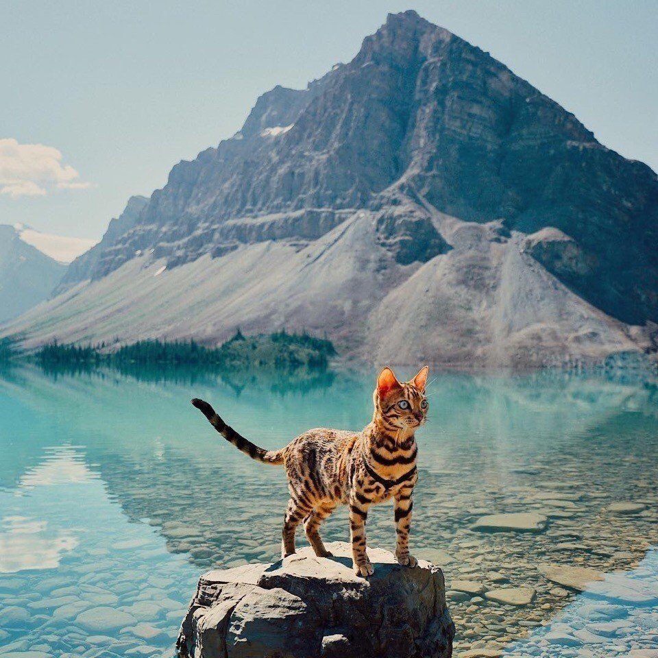 Красивый кот на природе