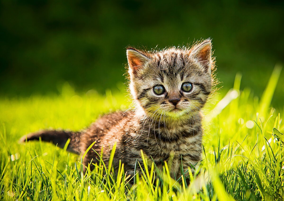 Котята на природе