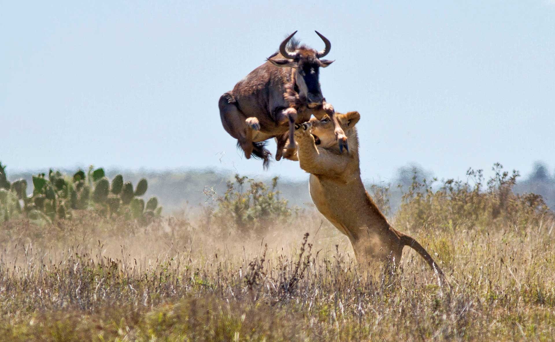 Хищники дикой африки видео. Лев охотится. Лев на охоте фото.
