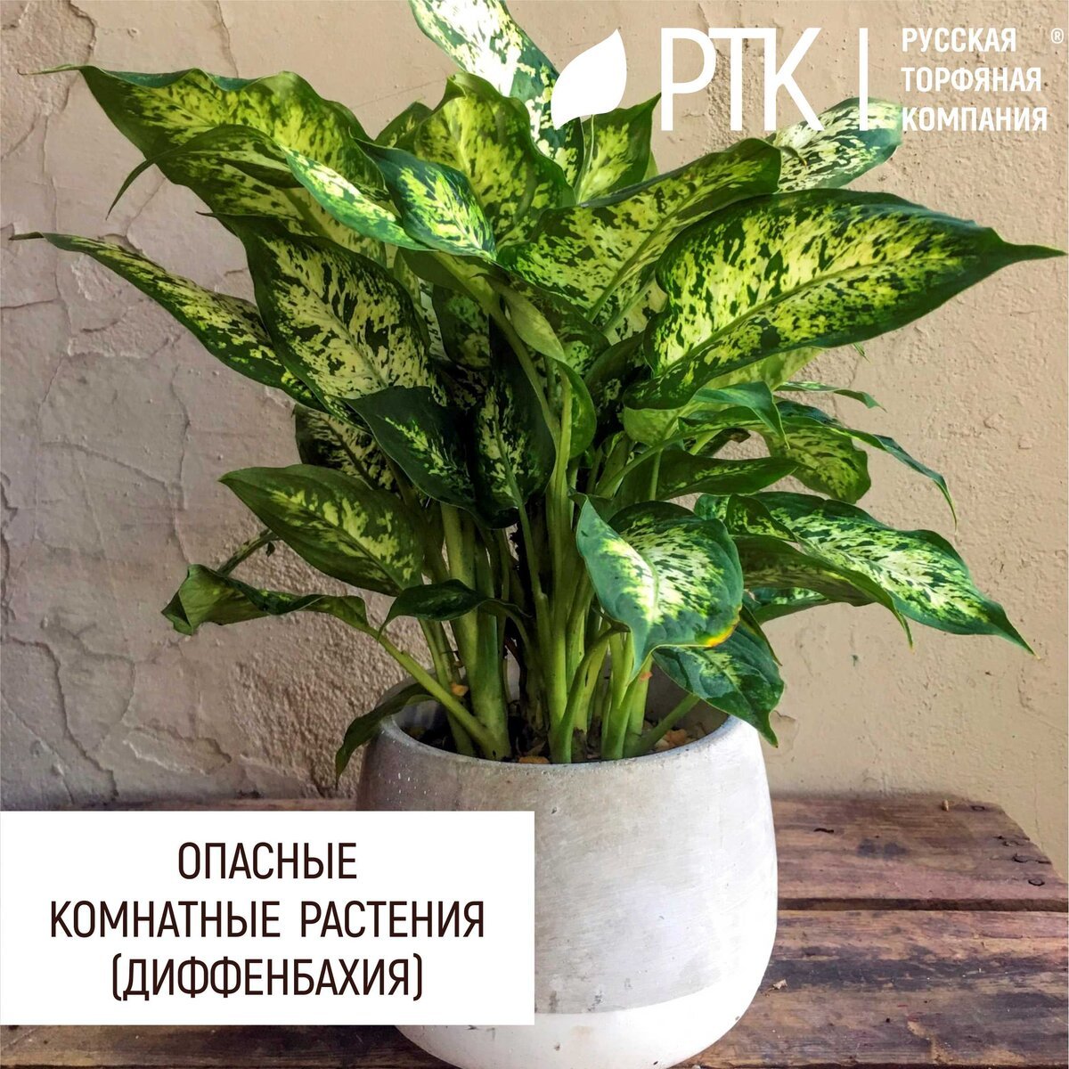 Дехинбахия цветы и цена