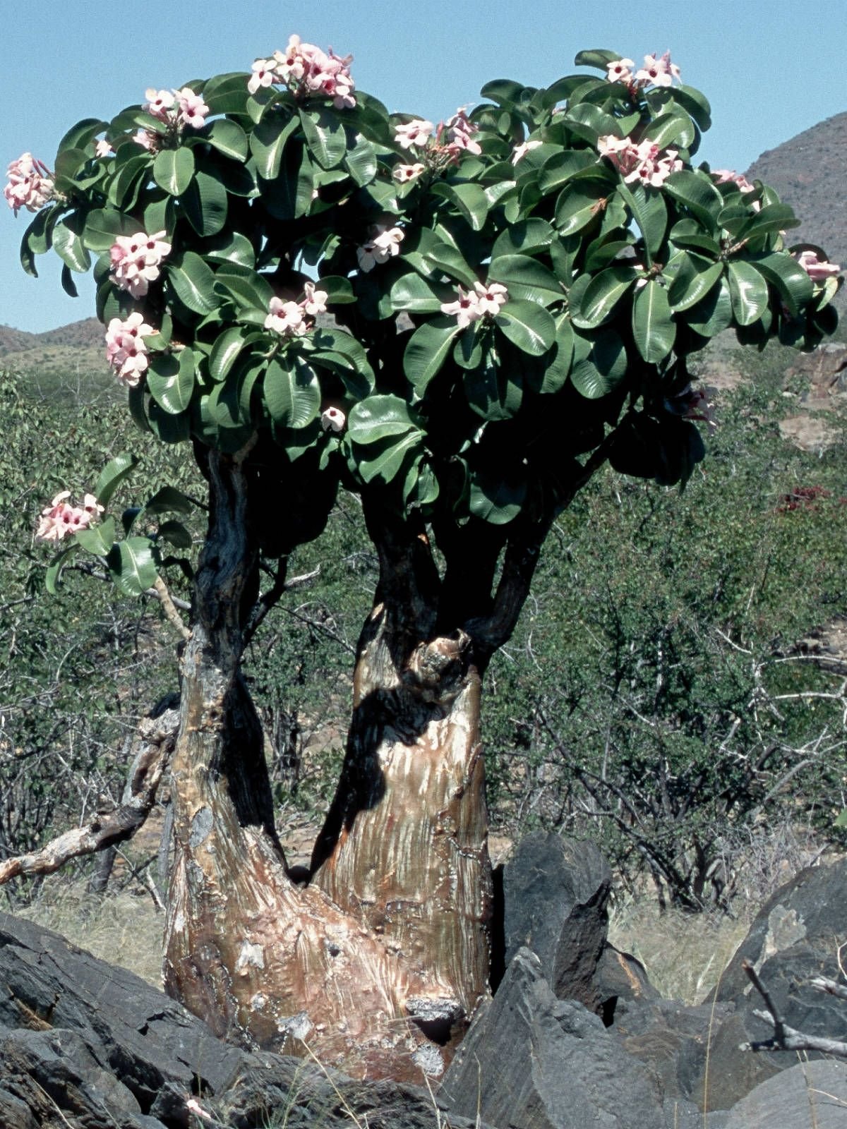 Adenium Boehmianum