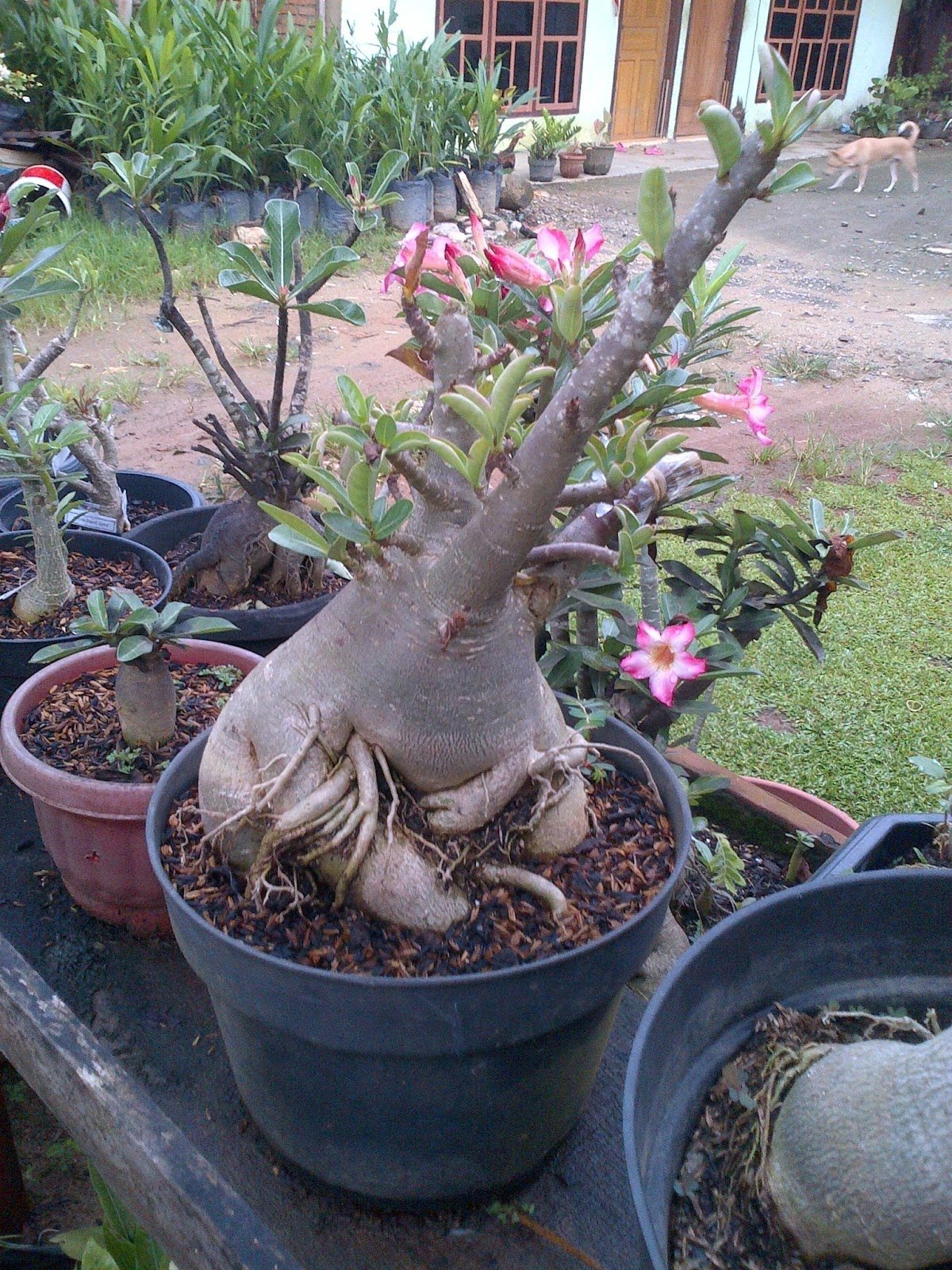 Adenium arabicum Dwarf Black Knight