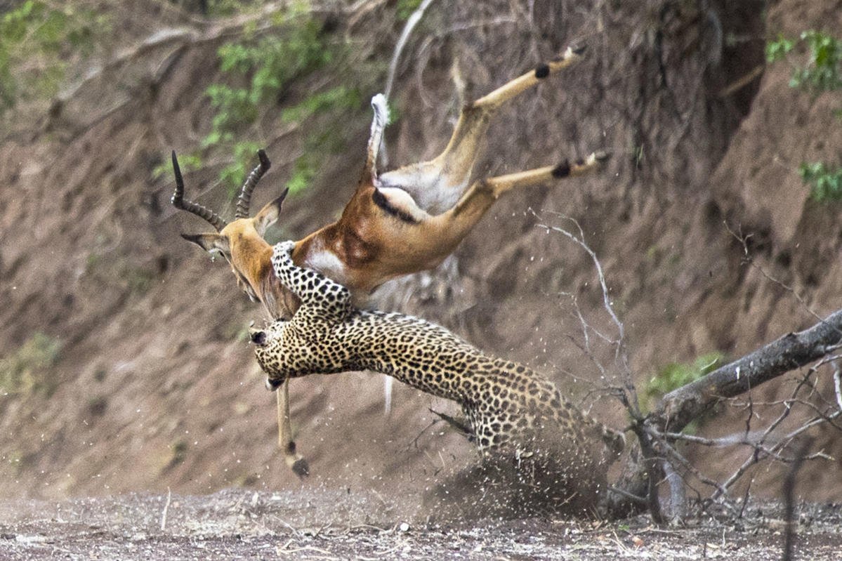 Охота на африканского леопарда 🐆🔫