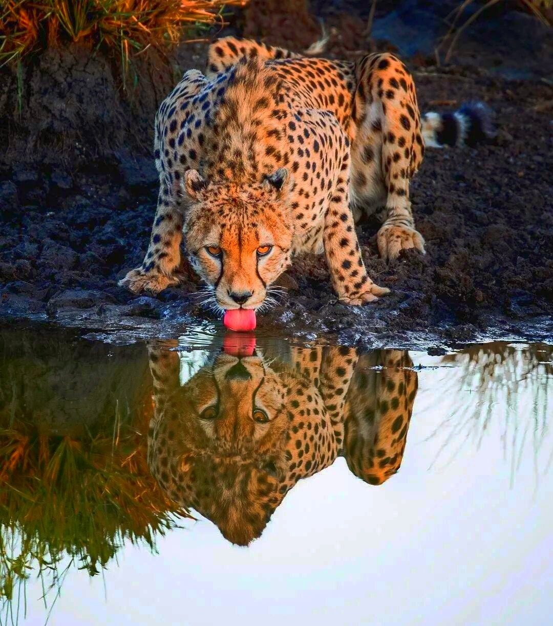 Леопард пьет воду