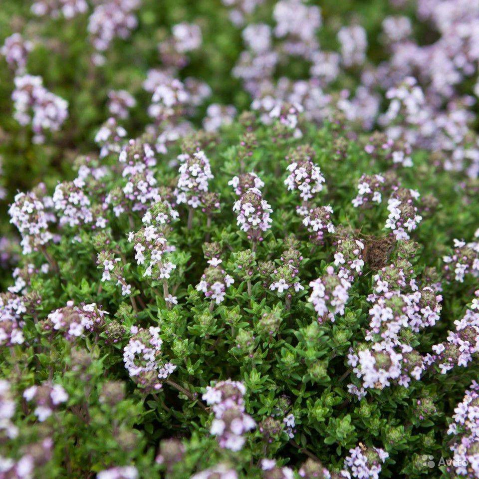 Тимьян ползучий (Thymus serpyllum)