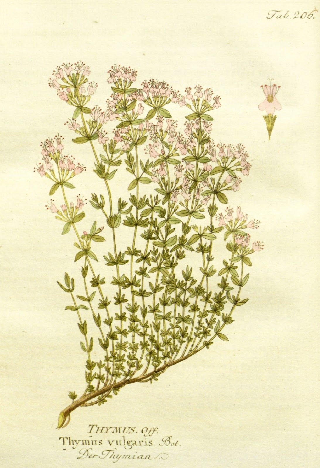 Thymus vulgaris Ботаническая иллюстрация