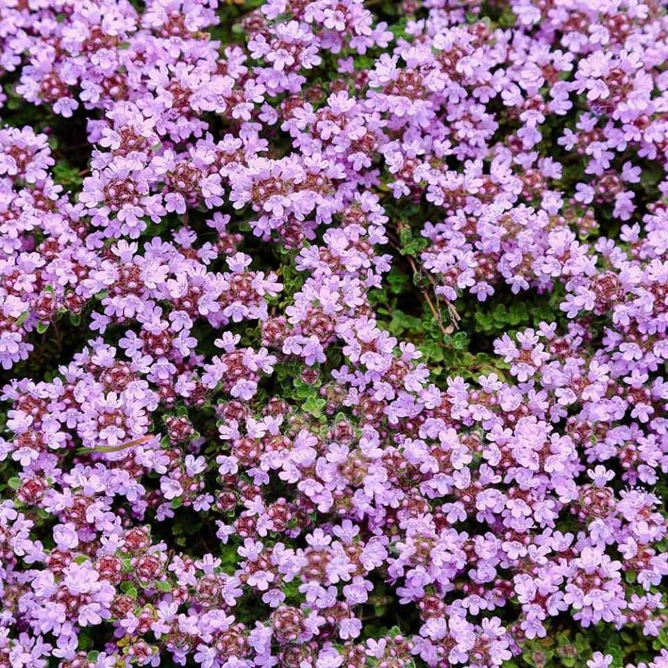 Тимьян Thymus serpyllum