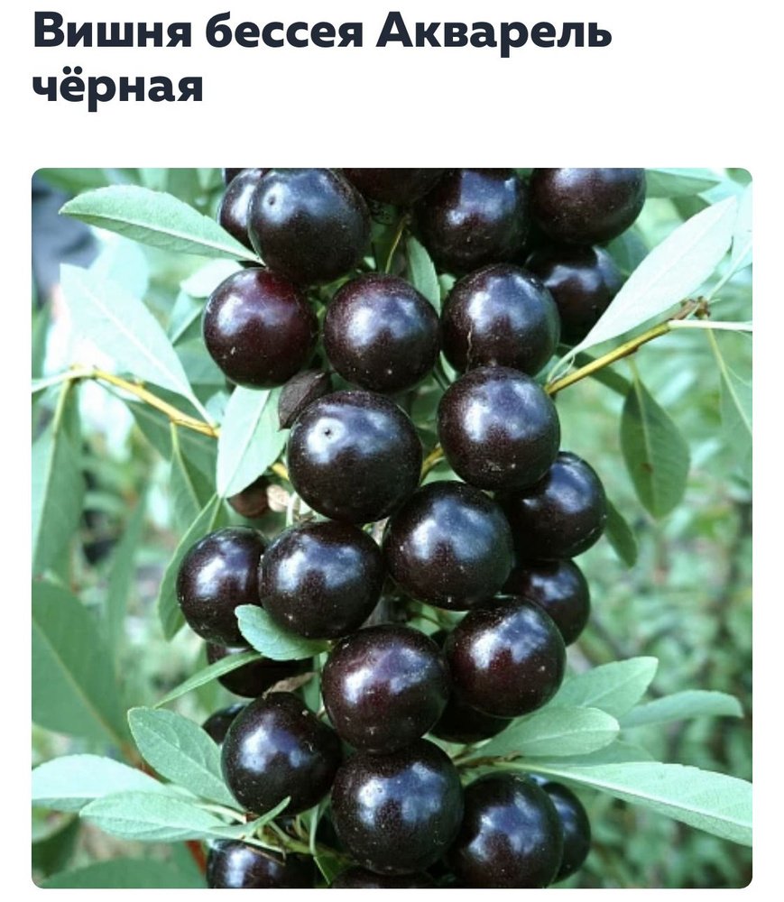 Вишня бессея сорт Северянка