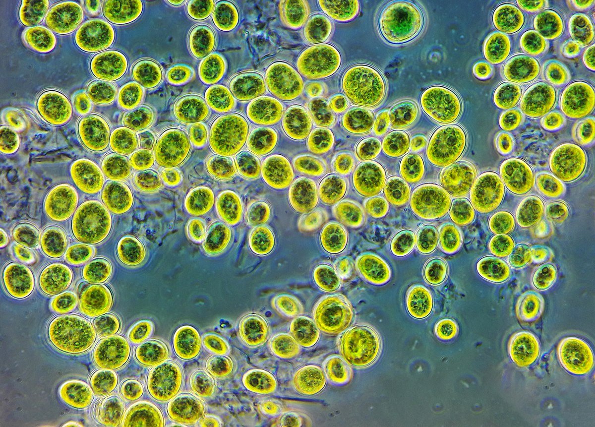 Одноклеточная водоросль хлорелла