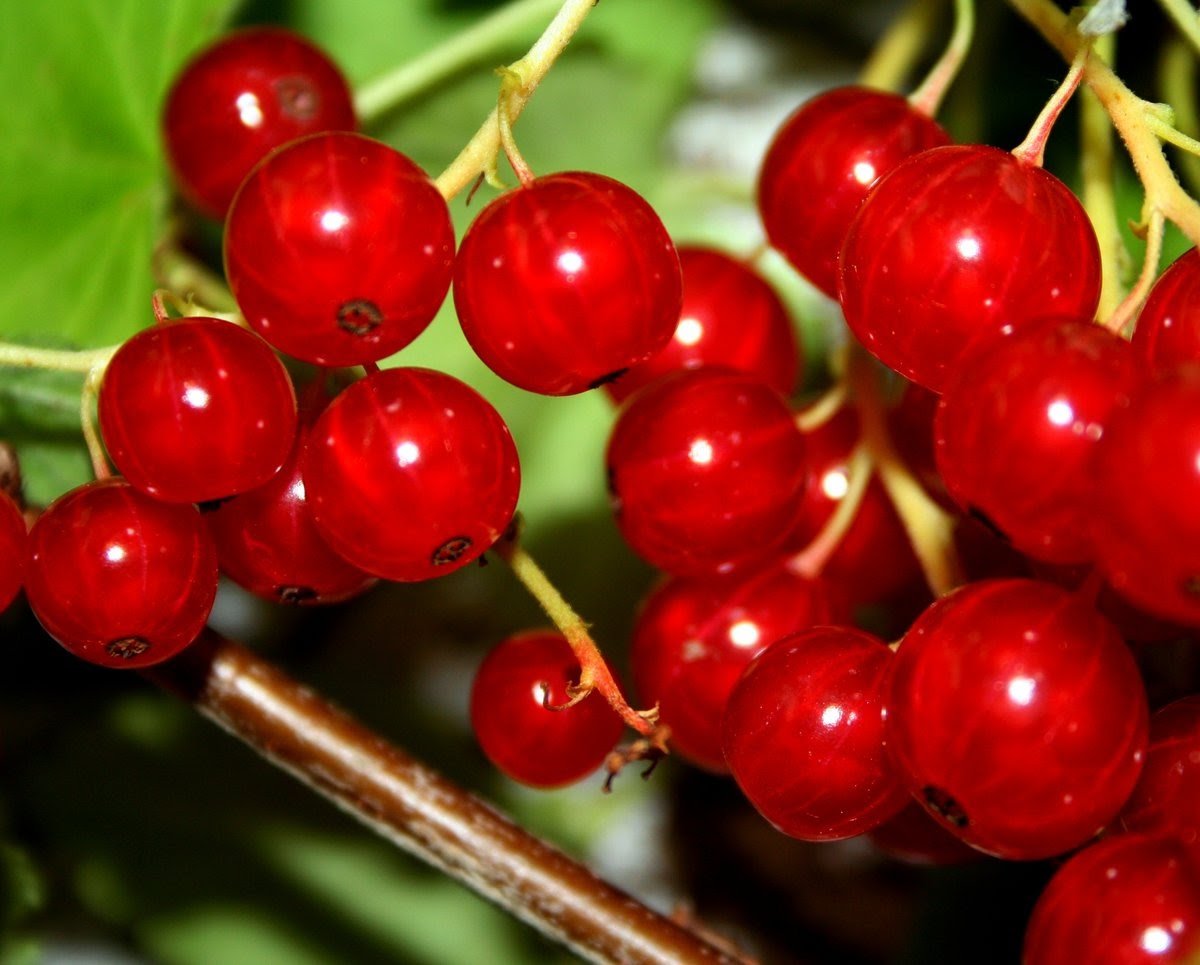 Смородина красная - ribes rubrum